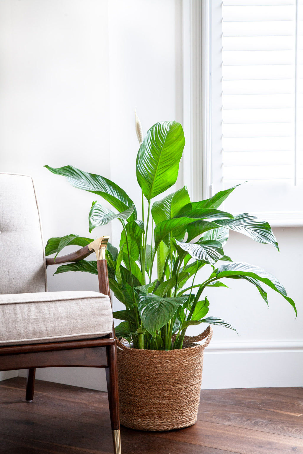 files/IndoorPlants-JamieShots16.11.2023-296.jpg